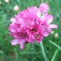 Armeria_maritima