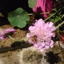 A garden flower photo (Scabiosa atropurpurea (Pincushion flower))