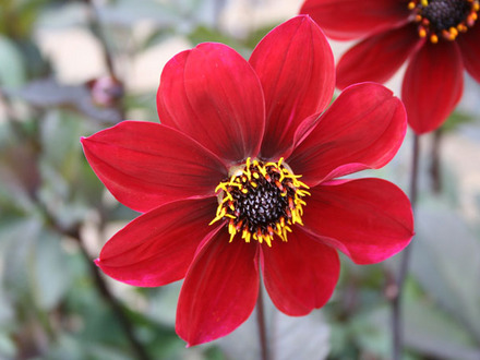 dahlia 'dovegrove'