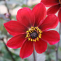 dahlia 'dovegrove'