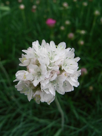 Armeria maritima 'Alba' (Armeria maritima)