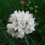 Armeria_maritima__alba_