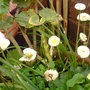 A garden flower photo