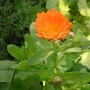 A garden flower photo