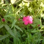 A garden flower photo (Dianthus alpinus)