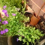 A garden flower photo