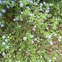 Ceanothus thyrsiflorus var repens (Ceanothus thyrsiflorus var repens)