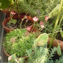 Saxifrag