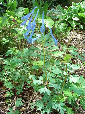 Corydalis 'Tory MP' (Corydalis 'Tory MP')
