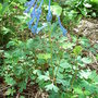 Corydalis 'Tory MP'