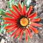 Gazania rigens (Gazania Daybreak Mix)