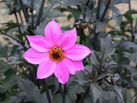 dahlia (variety unknown)