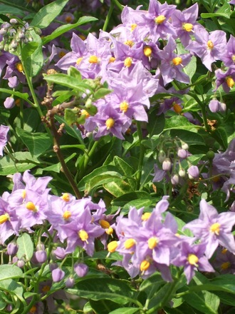Solanum crispum 'Glasnevin' (Solanum crispum (Chilean potato tree)'Glasnevin')