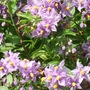 Solanum_full_out