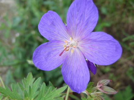 Geranium 'Johnson's Blue' (Geranium 'Johnson's Blue')