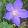 Geranium__johnson_s_blue_
