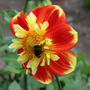 Dahlia_pooh_r