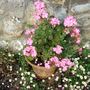Geranium_and_erigerons