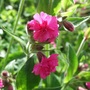 Silene (Silene)