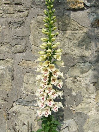Foxglove 'Camelot Cream' (Digitalis purpurea (Common foxglove))