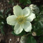 Anemone_carolinia