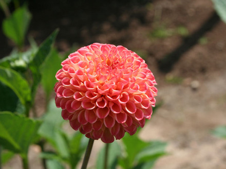 dahlia 'will's ringwood rosie' (dahlia)