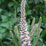 Veronica__pink_spires_