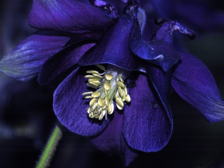 Aquilegia (Aquilegia vulgaris (Columbine))