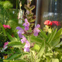 A garden flower photo