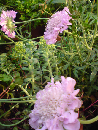 A garden flower photo (Sedum)