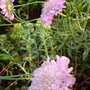 A garden flower photo (Sedum)