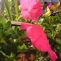 A garden flower photo