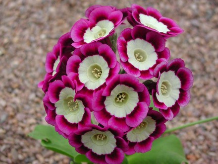 A garden flower photo