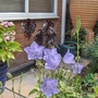Garden_002