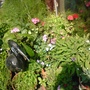 A garden flower photo