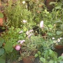 A garden flower photo