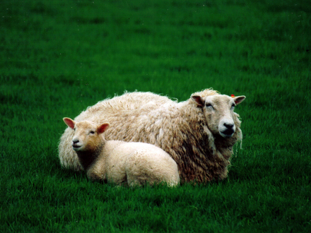 Sheep