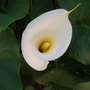 Lilly-spider