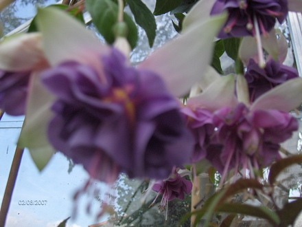 fuchsia dawn star
