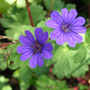 Geranium pyrenaicum'Bill Wallis' (Geranium pyrenaicum'Bill Wallis')