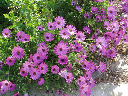 Cape Daisy (Osteospermum)