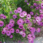 Osteospermum