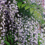 Wisteria_close_up