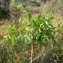 Pomegranate Tree (Punica granatum (Pomegranate))