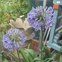 Garden_006