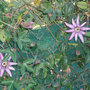 Passiflora-purple