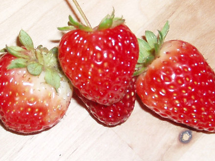Strawberries (Fragaria chiloensis (Sand or Beach or Wild Strawberry))