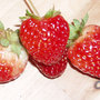 Fragaria chiloensis