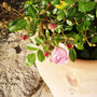 Miniature-rose