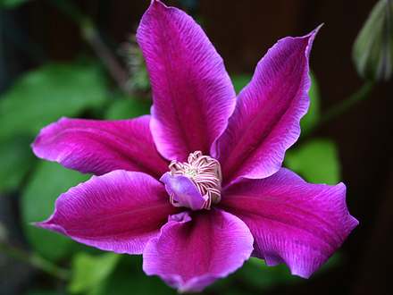May08--CLEMATIS- DR.RUPPEL
